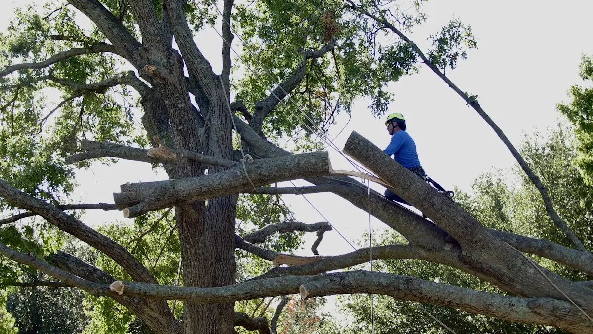 Professional Crown Thinning performed by certified arborists in Bernie