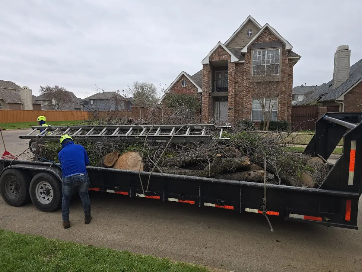 Expert Tree Removal with proper safety equipment in Bernie